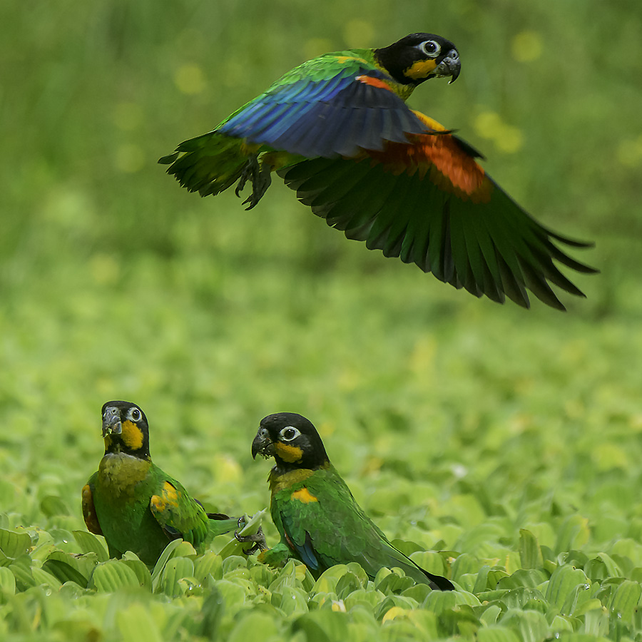 Photo from 10-Day Peruvian Amazon Birdwatching Expedition safari tour